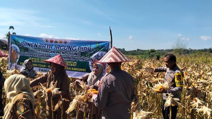 Polres Kuansing Berkontribusi Besar, Panen Jagung di 2 Desa Capai Rekor Baru!
