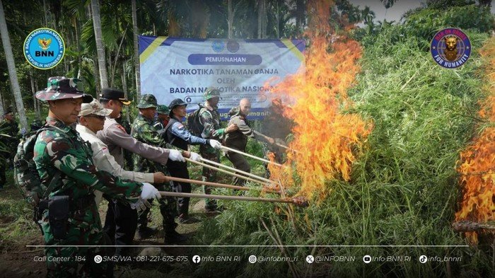 BNN Heboh, Temukan 69 Ton Ganja di Aceh Utara!