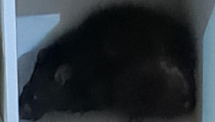 **Tikus Raksasa Seram! Warga Bogor Tak Berdaya, Bocah Terluka, Damkar Dikontak**