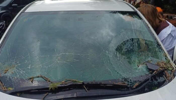 “Pohon Tumbang di Jl TB Simatupang Jaksel, Timpa Mobil hingga Kaca Hancur: Tragedi Tak Terduga di Jantung Kota”