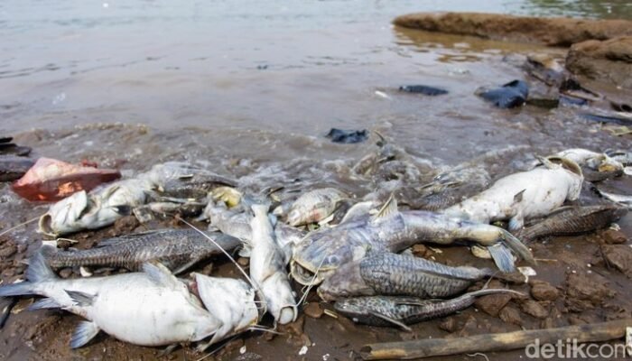 **Pestisida Cemari Cisadane, PKB Desak Pengawasan Industri Kimia yang Lebih Ketat**