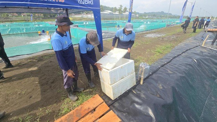 Napi di Nusakambangan Belajar Budidaya Ikan Sidat, Dapat Premi Rp 450 Ribu - Update 1