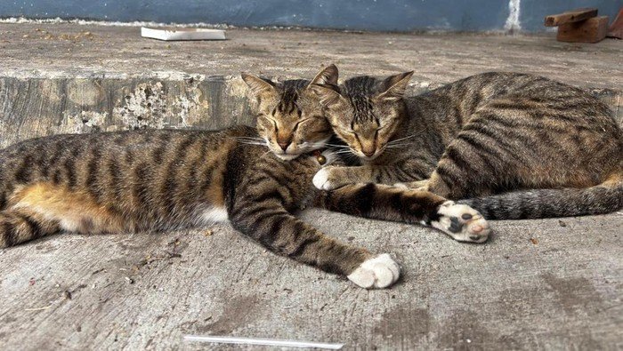 Pensiunan ASN Blora Tersangka Kebalikan Kekerasan pada Kucing