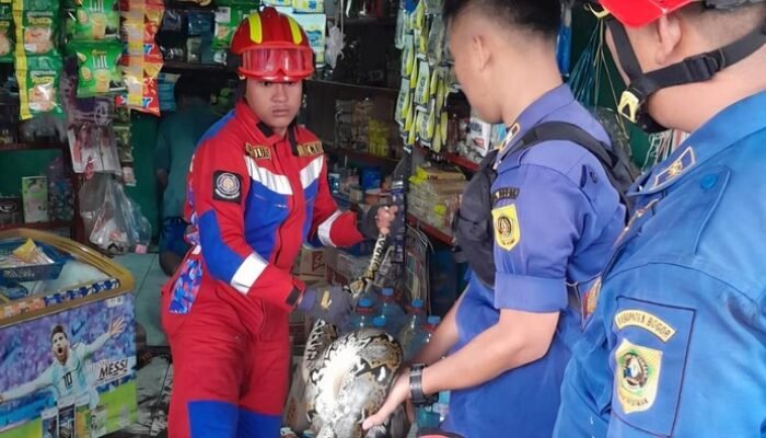 “Mengejutkan! Sanca 3 Meter Ditemukan di Freezer Toko Bogor, Evakuasi Dilakukan”