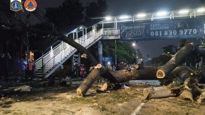 Tragedi Mengerikan: Pohon Besar di Jaksel Tumbang, Pemotor Tewas dalam Sekejap