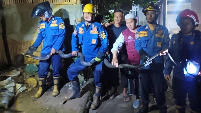 **King Kobra 4 Meter Muncul di Pot Rumah, Warga Bogor Berteriak!**